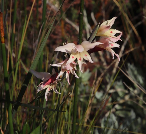 Gladiolus angustus L.