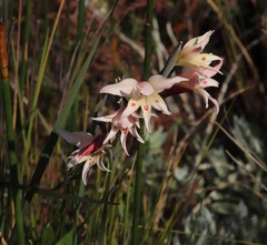 Gladiolus angustus