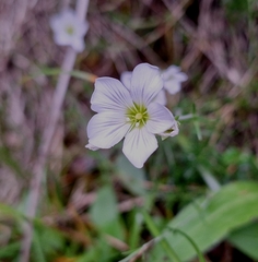 Cherleria langii, photograph author not stated, no rights reserved