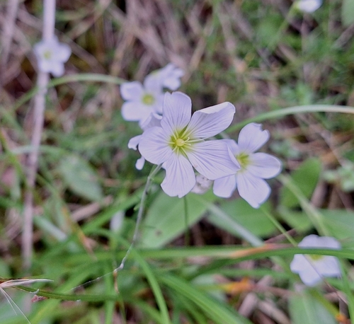 Cherleria langii, photograph 2
