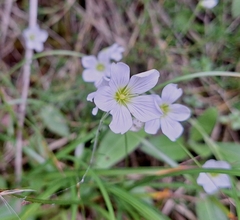 Cherleria langii, photograph author not stated, no rights reserved