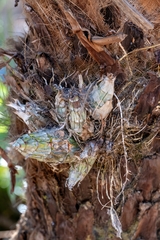 Clowesia thylaciochila