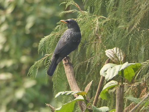 Blue Whistling Thrush (Myophonus caeruleus), photo 7