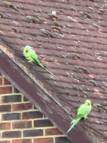 Rose-ringed Parakeet (Psittacula krameri), photo 10