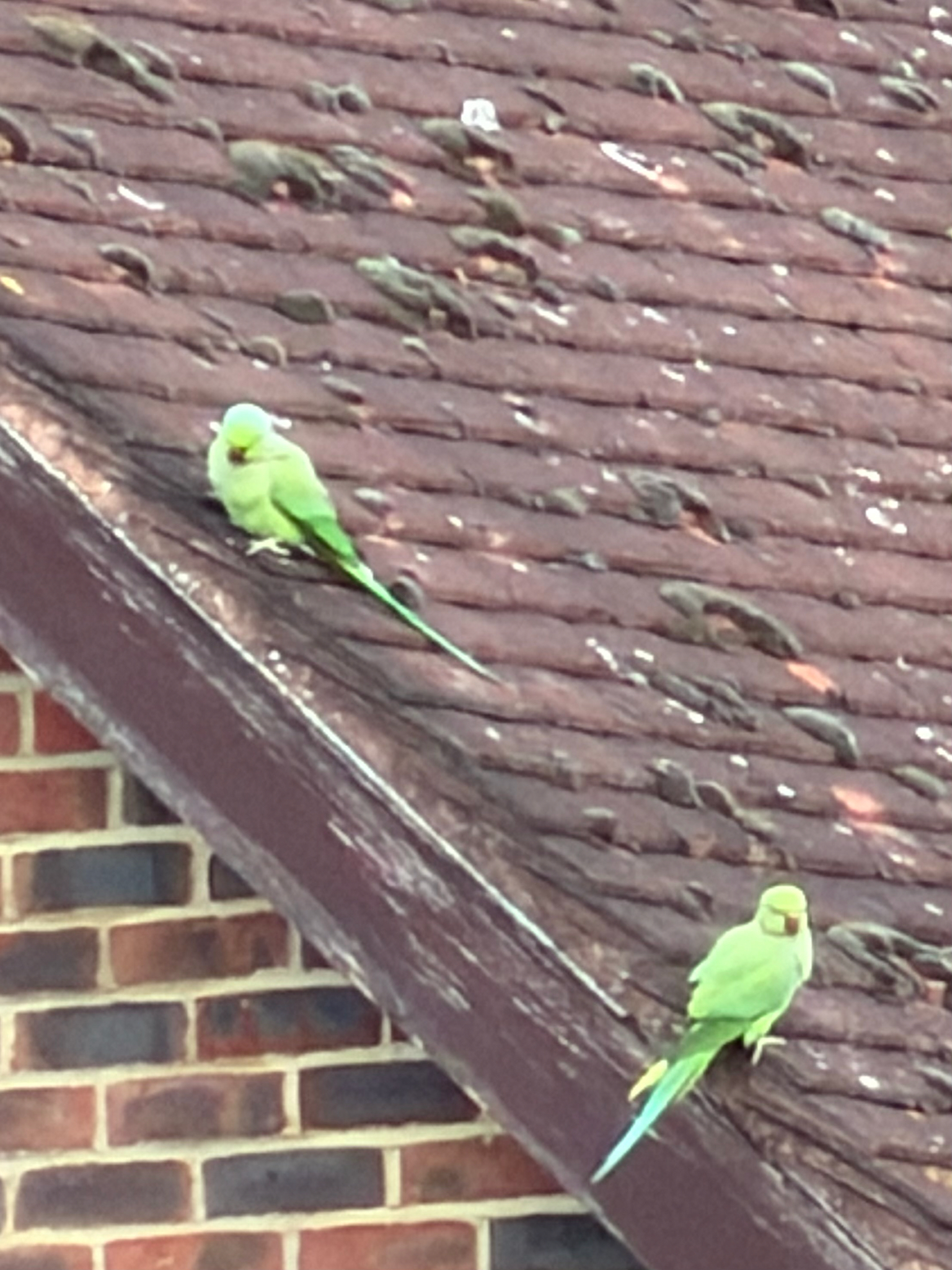 Rose-ringed Parakeet (Psittacula krameri), photo 10