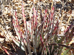 Hechtia pringlei