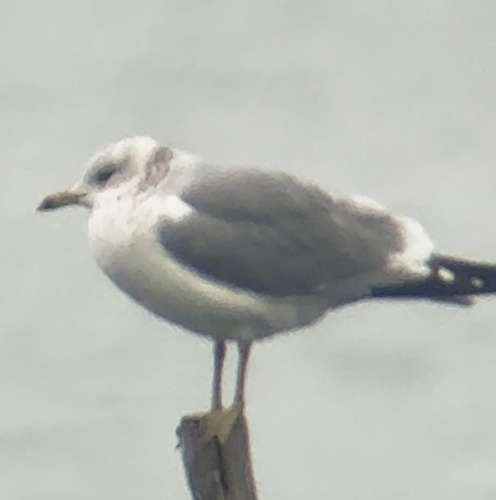 Common Gull (Larus canus), photo 5