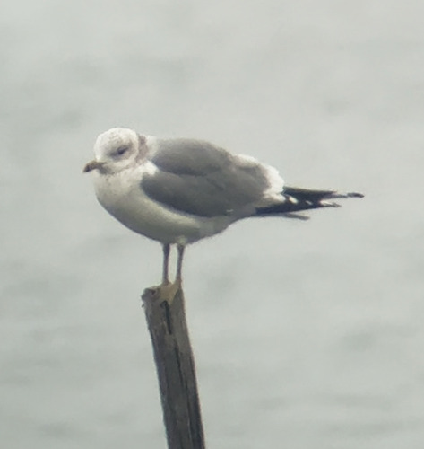 Common Gull (Larus canus), photo 4