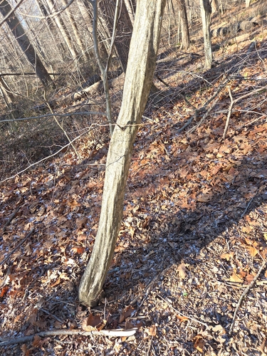 Carpinus caroliniana
