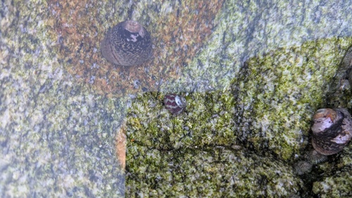 Steromphala umbilicalis
