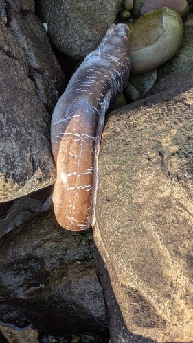 Conger conger
