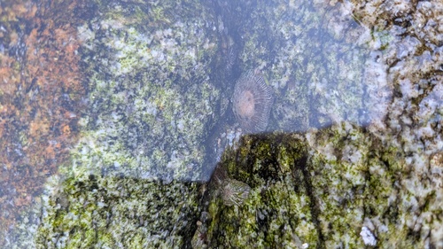Siphonaria pectinata
