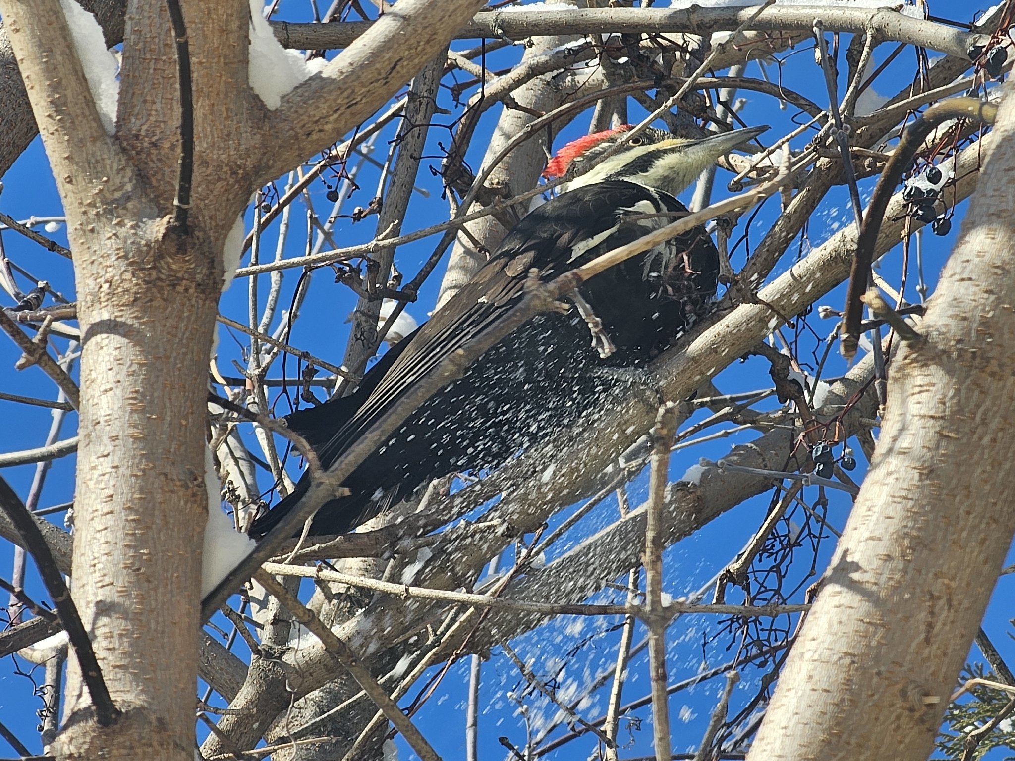 Pileated Woodpecker (Dryocopus pileatus), photo 5