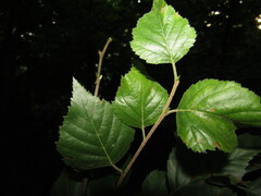 Betula klokovii