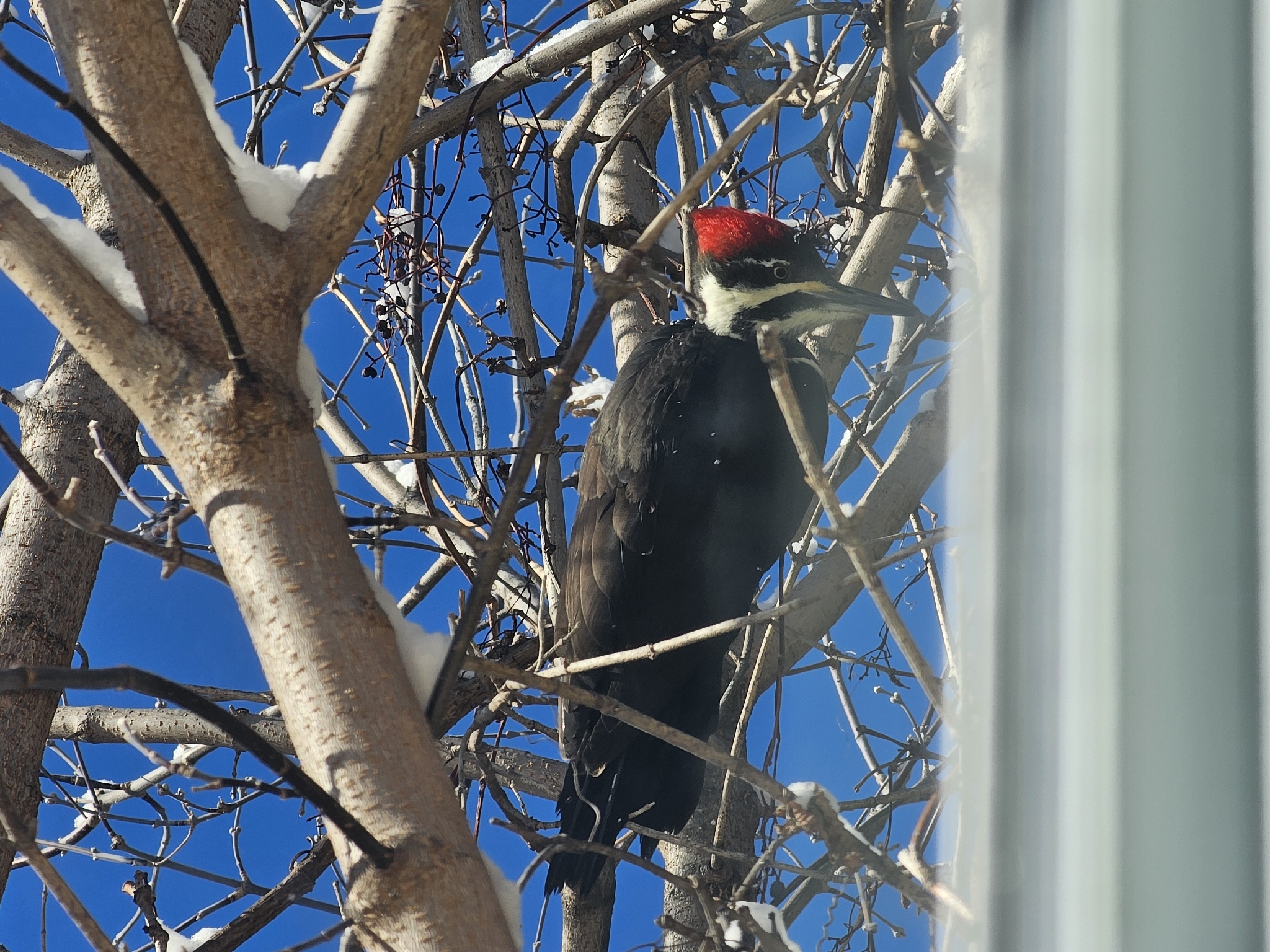 Pileated Woodpecker (Dryocopus pileatus), photo 6