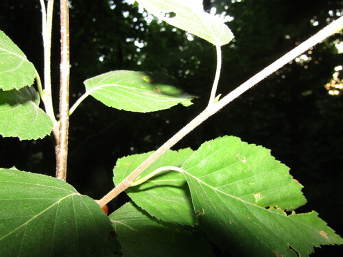 Betula klokovii, photograph 1