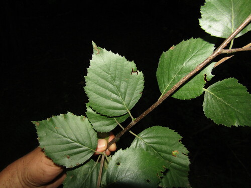 Betula klokovii, photograph 2