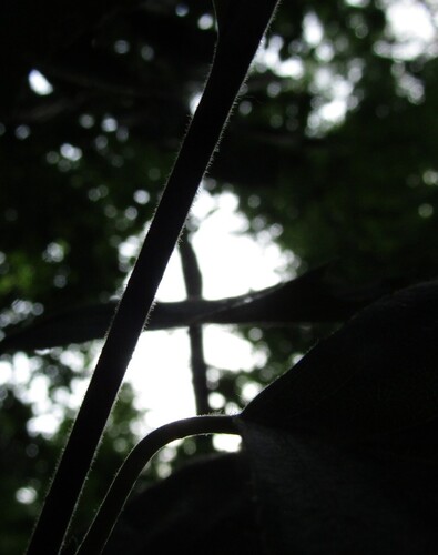 Betula klokovii, photograph 3