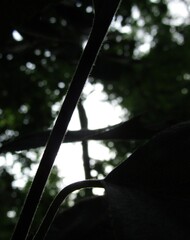 Betula klokovii, photograph Oleksandr Shynder, CC BY, iNaturalist via GBIF