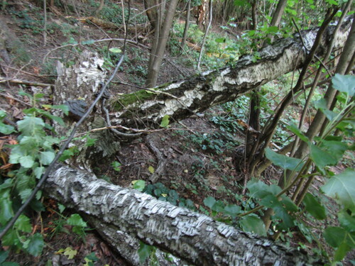 Betula klokovii, photograph 4
