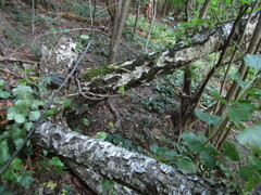 Betula klokovii, photograph Oleksandr Shynder, CC BY, iNaturalist via GBIF