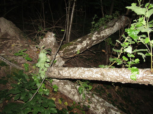 Betula klokovii, photograph 5