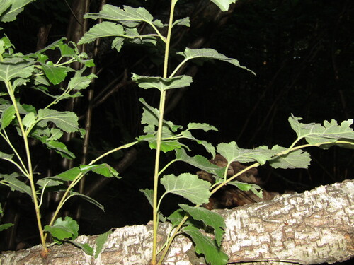 Betula klokovii, photograph 6