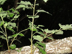 Betula klokovii, photograph Oleksandr Shynder, CC BY, iNaturalist via GBIF