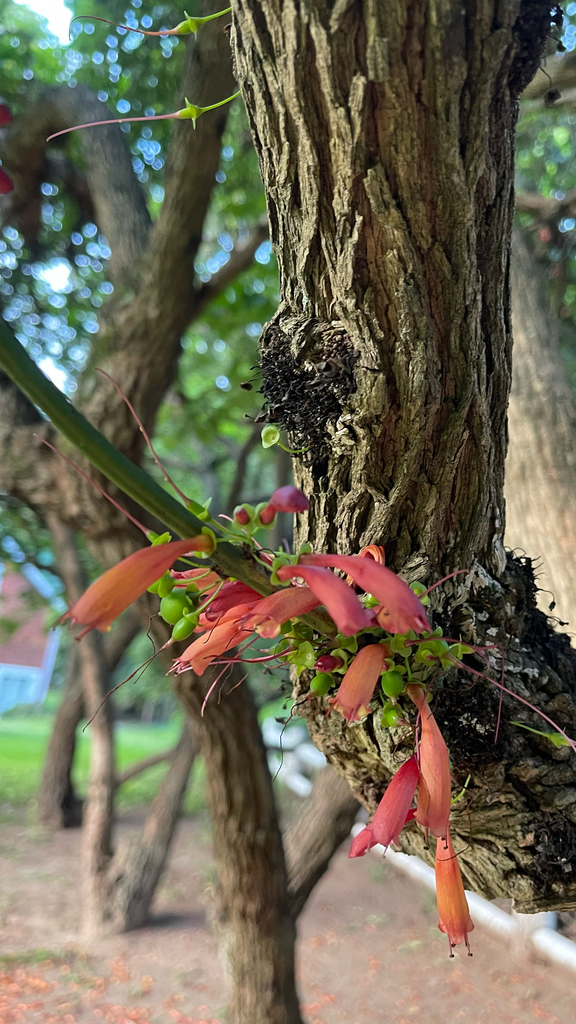 Foto de Halleria lucida
