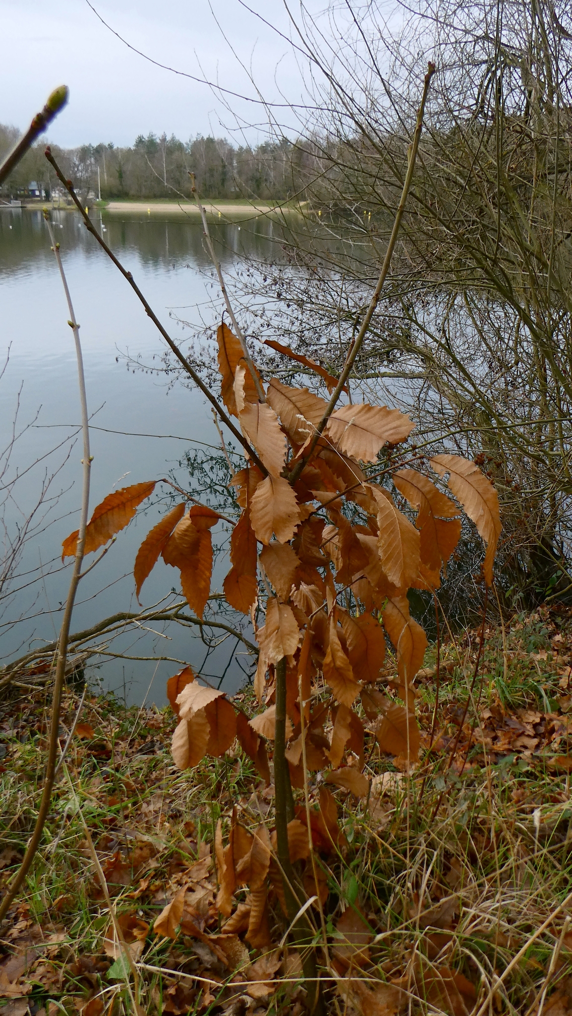 Beispielbild: Edelkastanie (Castanea sativa)