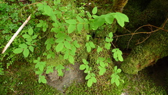 Vaccinium alaskaense