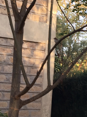 Bradornis microrhynchus