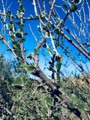 Adelia obovata