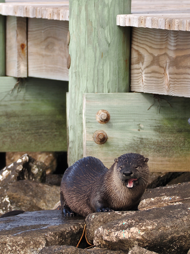 North American River Otter photographed in North Carolina