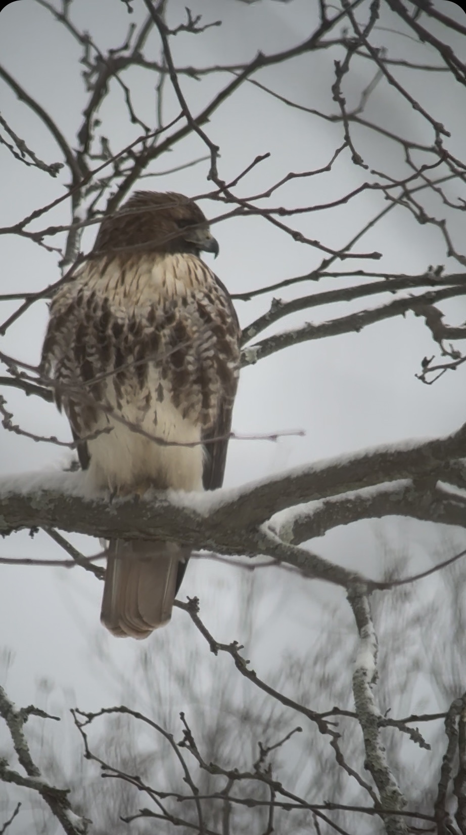 Buteo jamaicensis (Gmelin, 1788)