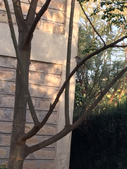 Bradornis microrhynchus