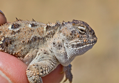 Phrynosoma douglasii