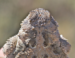 Phrynosoma douglasii
