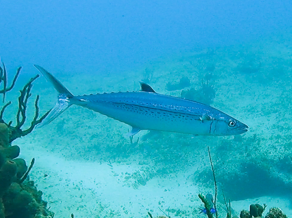 Cero (Scomberomorus regalis) — Scombridae