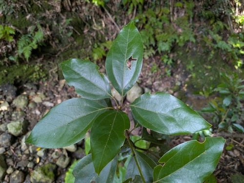 Neolitsea villosa observed 2025-07-03