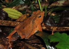 Rhinella hoogmoedi