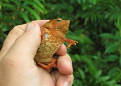 Rhinella hoogmoedi