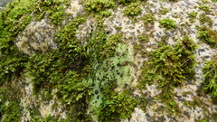 Pilophorus acicularis