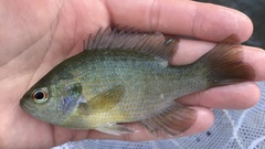 Lepomis miniatus