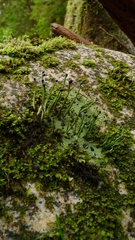 Pilophorus acicularis