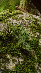 Pilophorus acicularis