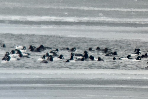 Harlequin Duck (Histrionicus histrionicus), photo 9