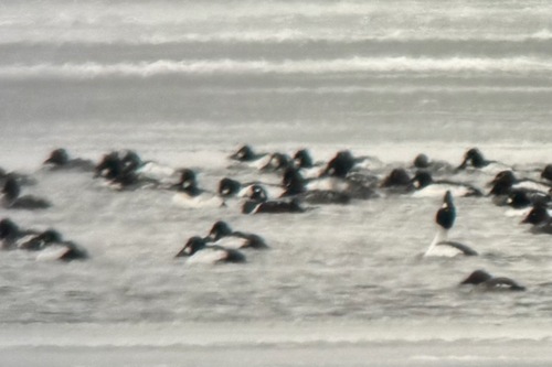 Harlequin Duck (Histrionicus histrionicus), photo 8