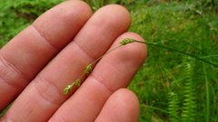 Carex laeviculmis