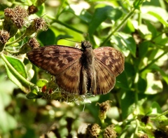 Anastrus sempiternus sempiternus